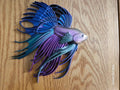Beta Fighting Fish